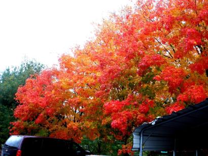 A Beautiful Sugar Maple