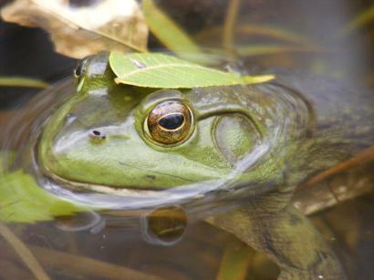 Frog