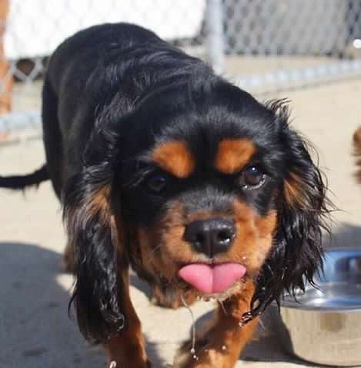 Your Take Your Dog to Work Day Photos