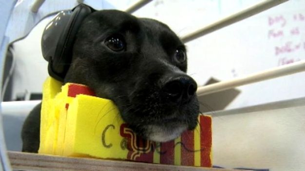 Canine Critical Thinking