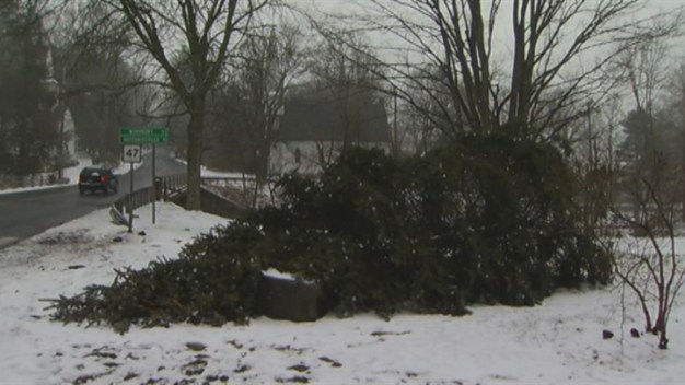 Town Christmas Tree Cut Down