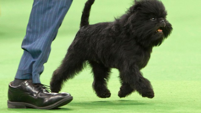 Dog Lover's Heaven: Westminster Pooches