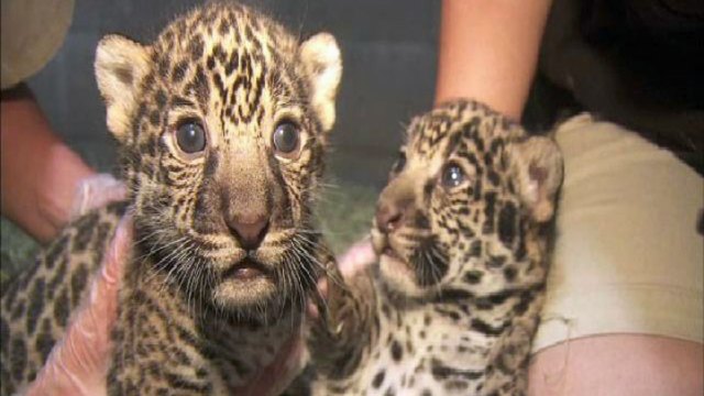 Zoo Babies