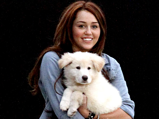 Celebrity Pets
