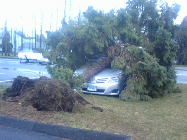Storm Brings Down Trees and Wires