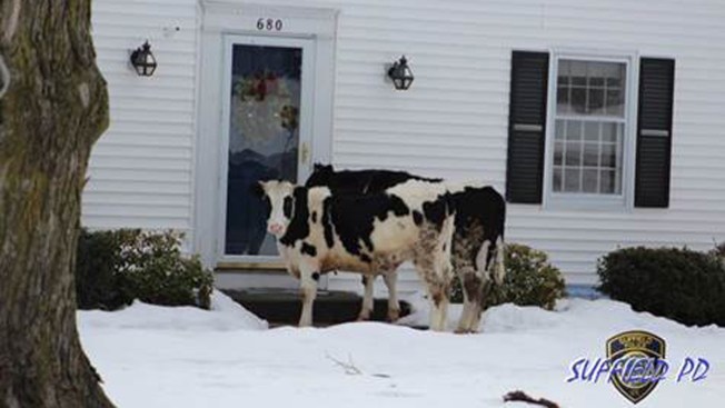 2 cows escape farm and go door to door