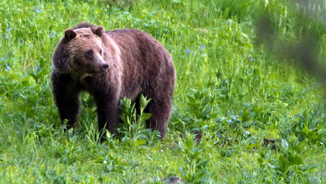 States welcome lifting grizzly bear protections
