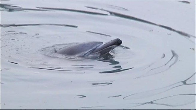 A dolphin died Friday after it became stranded in the heavily polluted waterway.
