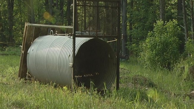 After a bear killed two pigs on a Winchester farm, the DEP is setting up a trap fearing that the bear will return.