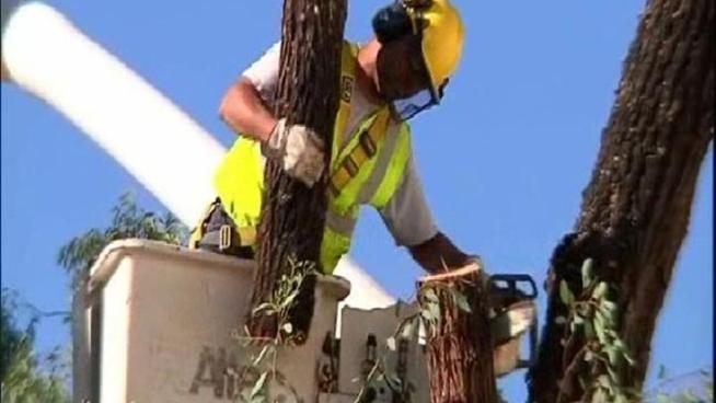 tree removal
