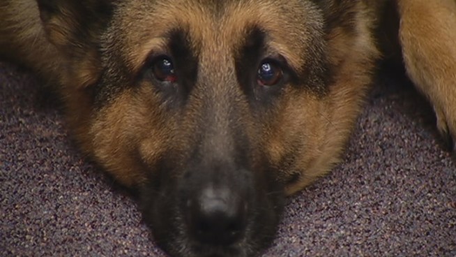 Military dogs are listed as equipment with the DOD. Legislators are working to change that.