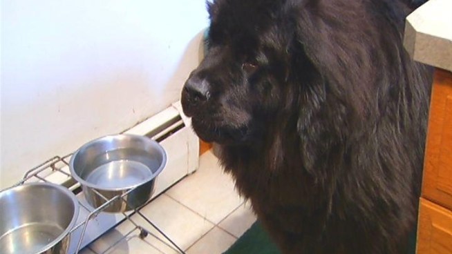 Pet modification is stirring controversy among animal lovers and veterinarians alike.