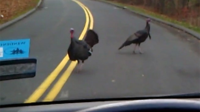 Wild turkeys seems to know that Thanksgiving is right around the corner and they are fighting back in Connecticut.