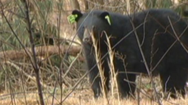 The bear was shot in a residential area on Poquonock Avenue, near Marshall Phelps Road, behind Elm Grove Cemetery, police said.