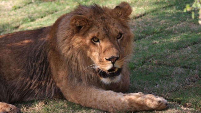 A 24-year-old volunteer intern killed by a lion at a Central Valley sanctuary died 