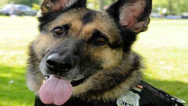 Last Ride for Police Dog Before Being Put Down