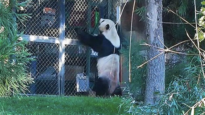 The National Zoo released the results of a necropsy performed on Mei Xiang's panda cub after its death Sept. 23.