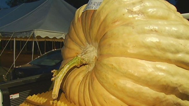 Ken Desrosiers, of Broad Brook Connecticut, took home first prize at the Durham Fair for growing the largest oumpkin in Connecticut history. View the time lapse video of the pumpkin growing, which only took a little over 2 and 1/2 months.