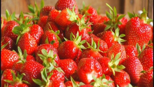 Lauren Petty gets her hands dirty, and a little red, picking strawberries in Somers.