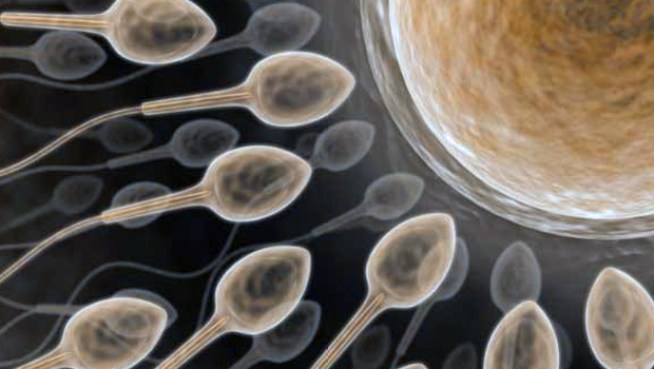 Study: More Sex May Help Damaged Sperm