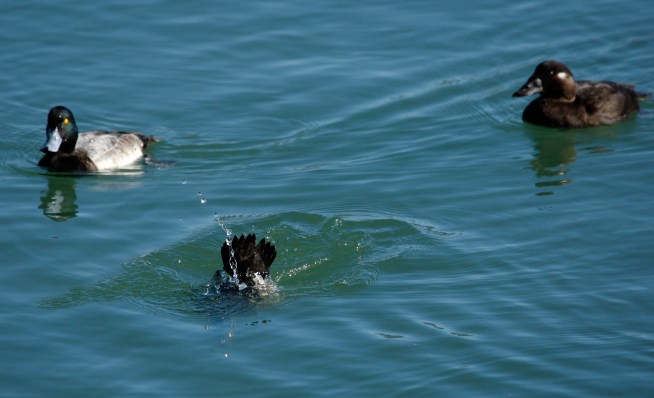 IBM Dives Into Water Business