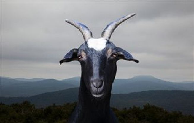 Goat Decision: Baaack To The Board