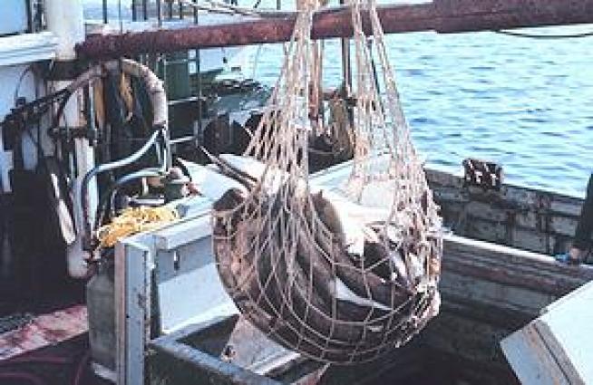 Obama Urged to Address Deteriorating Oceans