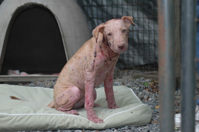 Help Find Who Abused Molly the Puppy