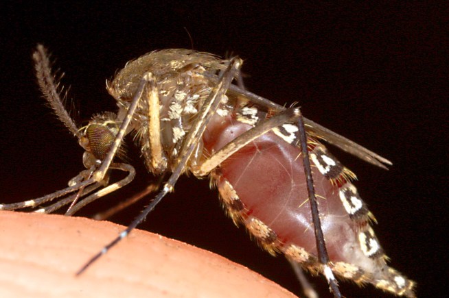 Take That West Nile! Yale Discovers Virus' Trick