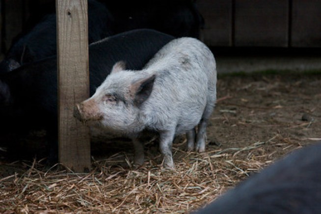 Come Meet Casper the Friendly White Guinea Hog