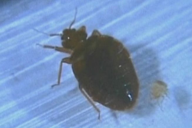 Miller Memorial Library in Hamden is closed until Monday following the discovery of bedbugs. All books and items that might have bedbugs were loaded into a truck that baked everything at 130 degrees for one hour to eliminate the pests.