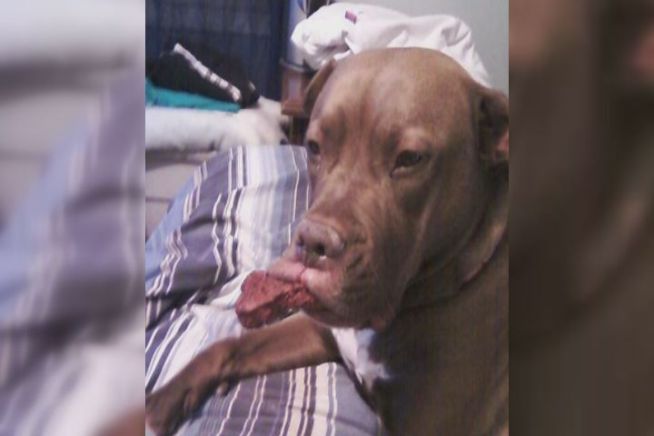 A Bristol Pit Bull has had multiple reported attacks on people and dogs, and now neighbors want the dog removed.