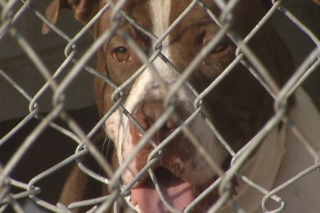 The head of animal control says the Windham dog pound may now consider putting some dogs to down since they could pose a liability if adopted out.  Town officials are now taking a second look at the ordinance that currently says nothing about euthanasia.
