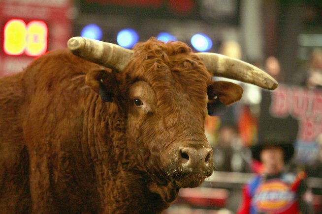 No Bull: Angry Animal Attacks at Stew Leonard’s Farm
