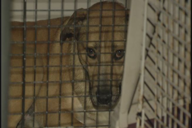 Animal Control tells NBC Connecticut, 65 dogs were seized from the SPCA of Bethlehem because the facility that houses them has no heat.
