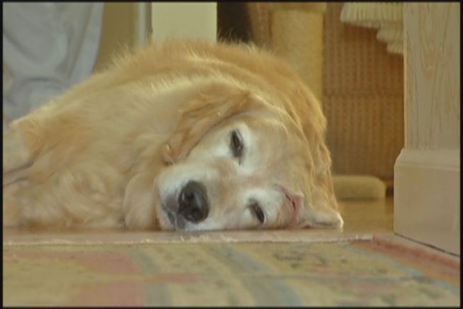 A dog owner struggles to get a delivery service to pay for her golden retriever's vet bills after being struck by a truck in a hit-and-run. That's until the NBC Connecticut Troubleshooters got involved.