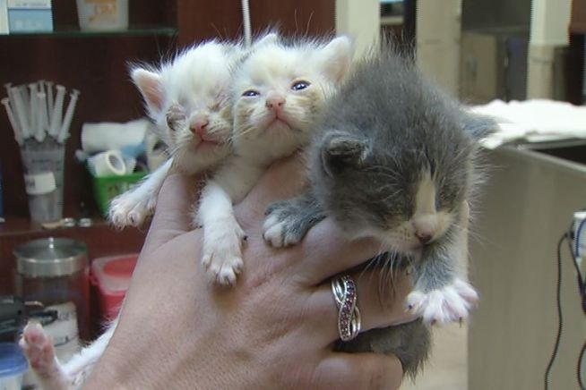 Abandoned Kittens Left In Hartford Neighborhood
