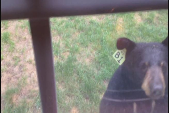 A homeowner chased by a bear in Madison caught the encounter on camera.