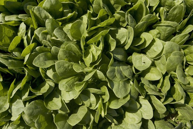 Quick Spinach Salad Dish