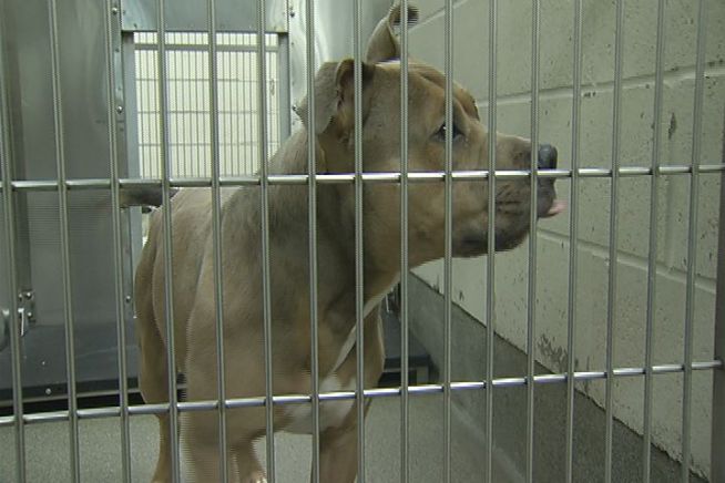 Ellington state representative Chris Davis is putting forth legislation that would help protect companion animals from abuse.