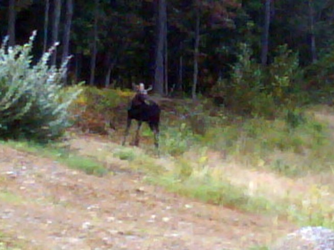 Moose No Longer on the Loose