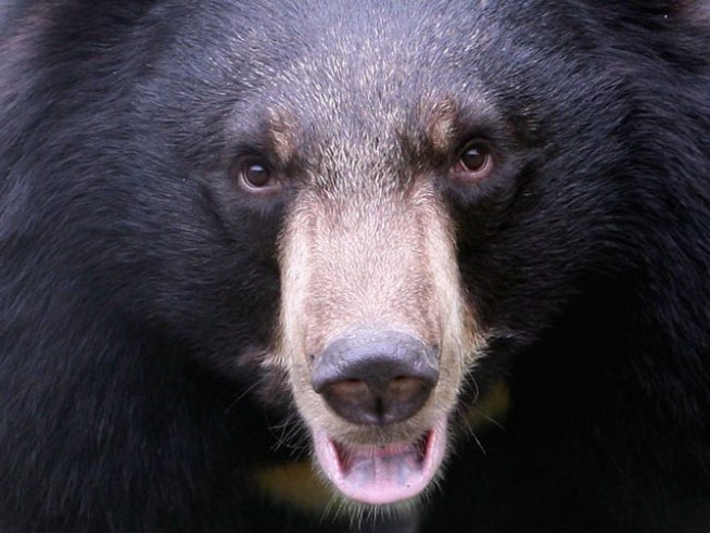 Man Sues for Right to Kill Bird-Food Snatching Bear