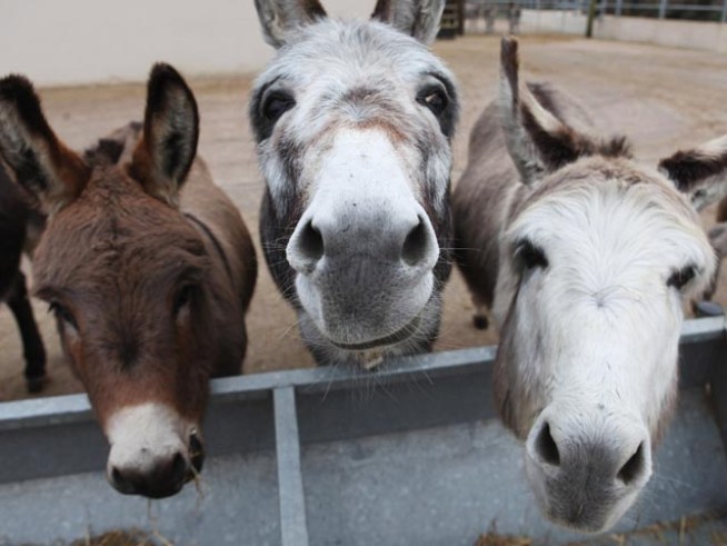 No More Burros, No More Ducks for North Haven Man