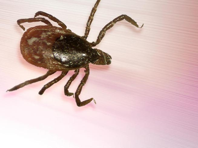 Magic Tick Spit Could Prevent Lyme Disease