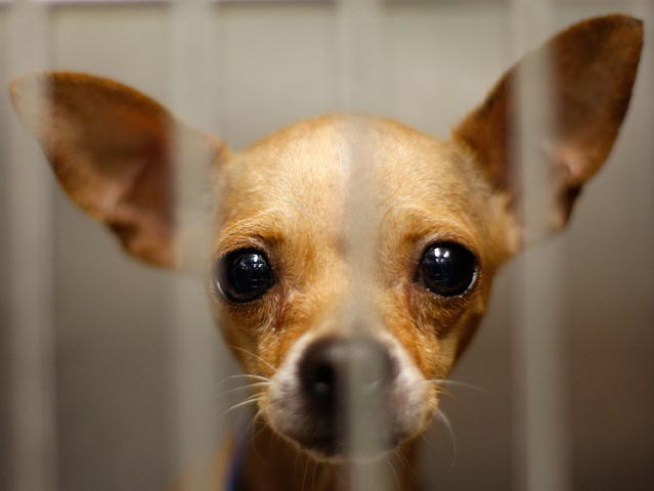 Calling for Change at CT Humane Society