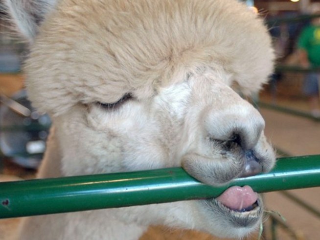 Fair Season Has Begun