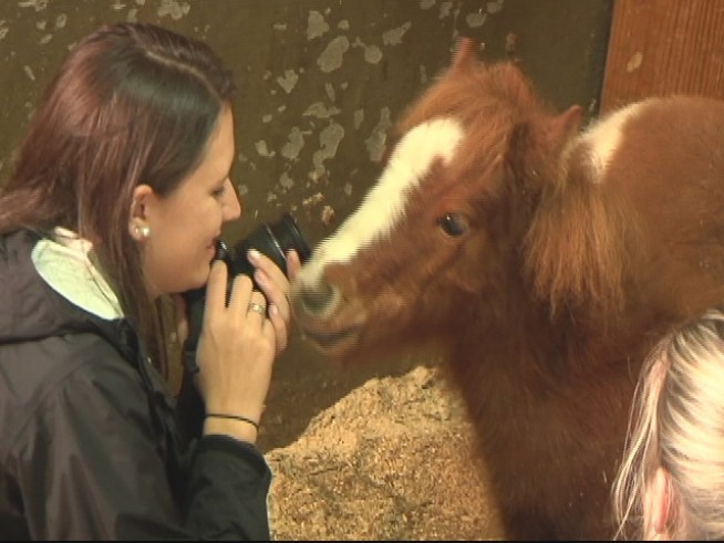 Sick Horses Now Better and Up For Adoption