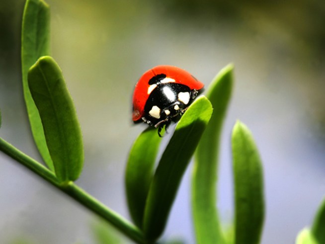 When Ladybugs Attack