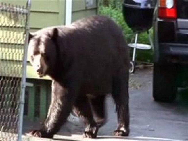 There’s a bear on the loose in New Britain and he, or she, gave some students quite a shock Monday as they waited for the bus to take them to their very first day for school for the year.