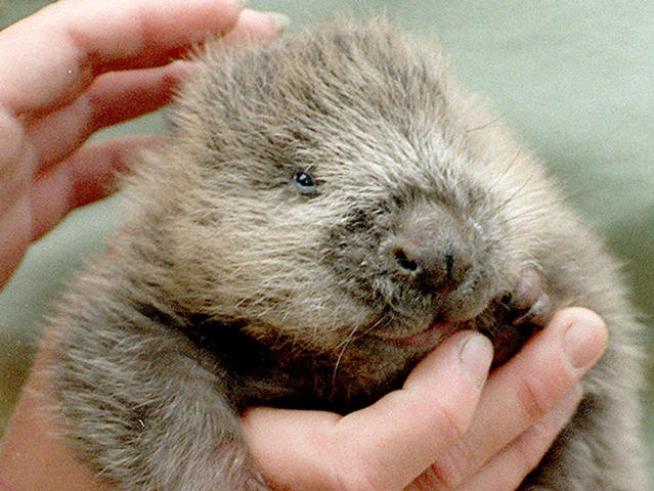 Beavers Cause Big Dam Problem in Beacon Falls